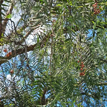 Il Pepe Rosa Di Anna E Silvano *